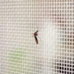 fliegengitter fenster