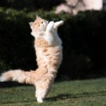 Katzen als Familienmitglieder