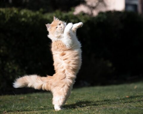 Katzen als Familienmitglieder