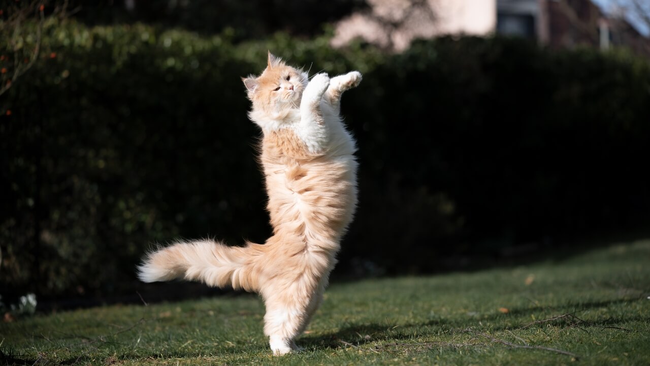 Katzen als Familienmitglieder