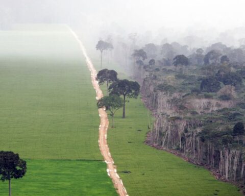 regenwald-schutz-bürokratie