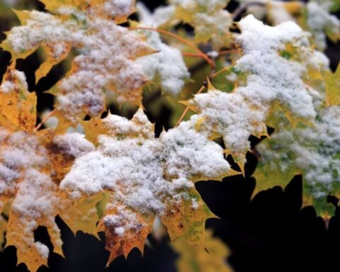 pflegeheim kosten deutschland