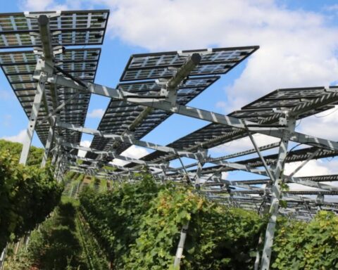 solarenergie-weinberge-klimawandel-schutz