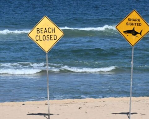 hai-angriff-australien-frau