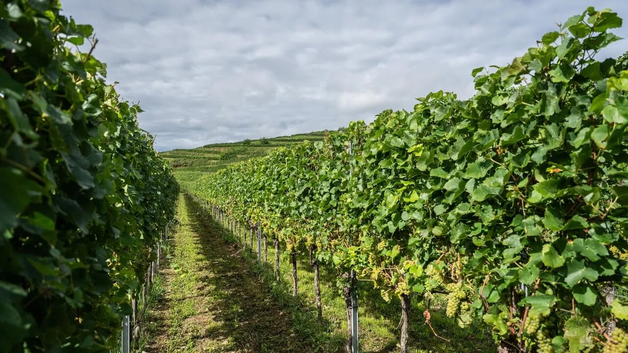 weinbau-historische-krise