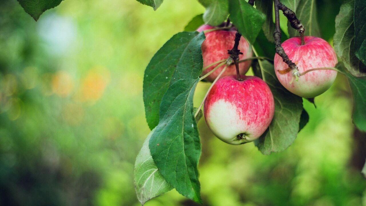 EU-Gentechnik-Regeln-Lockerung