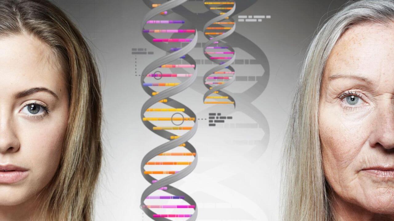 Ist-Langlebigkeit-Erblich-Gene