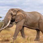 craig-elefant-stirbt-kenia