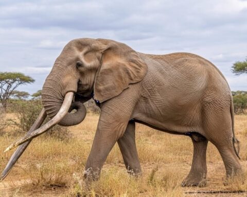 craig-elefant-stirbt-kenia