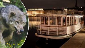 wolf-hamburg-news