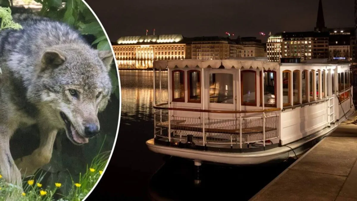 wolf-hamburg-news