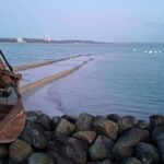 Walrettung Ostsee Erfolg