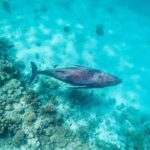 buckelwal-ostsee-strandung-niendorf