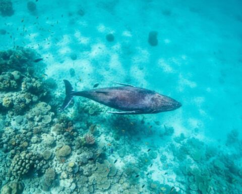 buckelwal-ostsee-strandung-niendorf