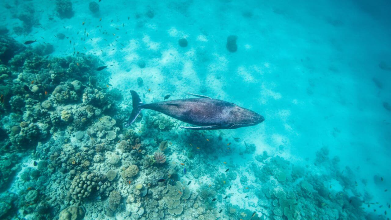 buckelwal-ostsee-strandung-niendorf