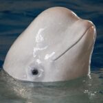 weißwal-aktuell-news