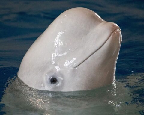 weißwal-aktuell-news