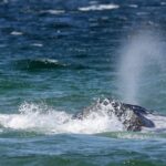 buckelwal-timmy-ostsee-aktuell