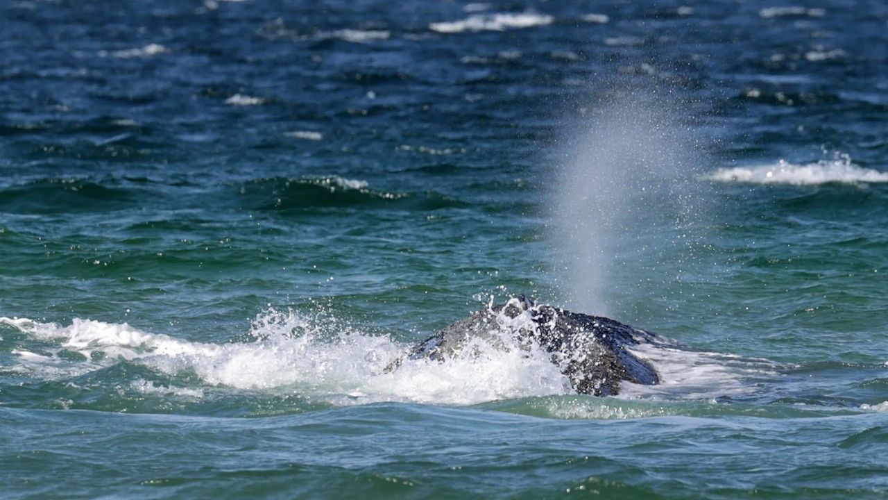 buckelwal-timmy-ostsee-aktuell
