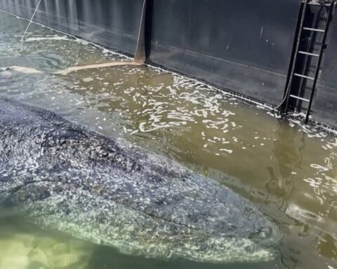 wal-timmy-aktuell-rettung