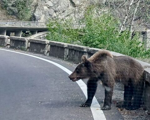 baeren-begegnung-verhalten-tipps