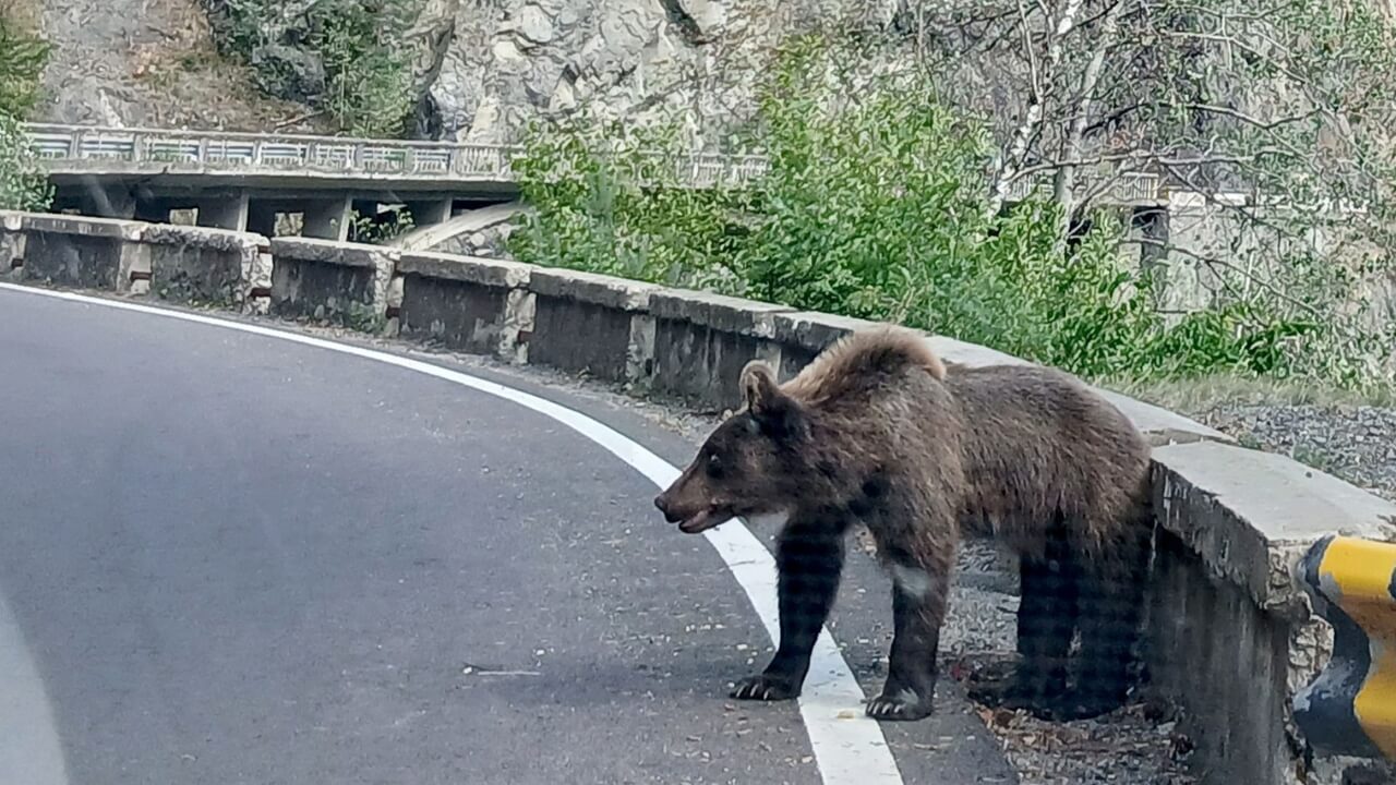 baeren-begegnung-verhalten-tipps