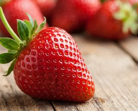 erdbeeren-saison-ratgeber