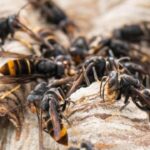 asiatische-hornisse-bienen-gefahr