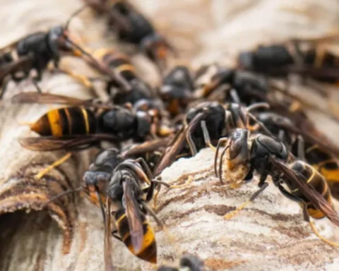asiatische-hornisse-bienen-gefahr