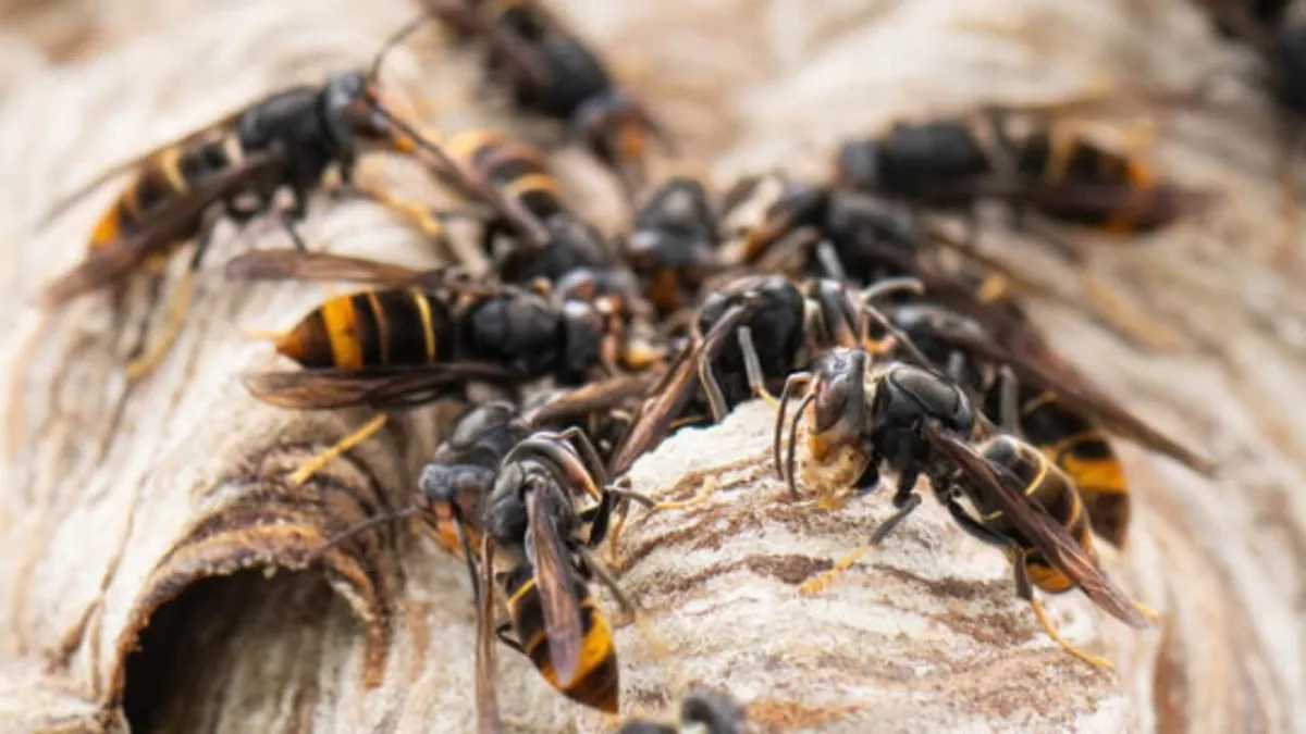 asiatische-hornisse-bienen-gefahr