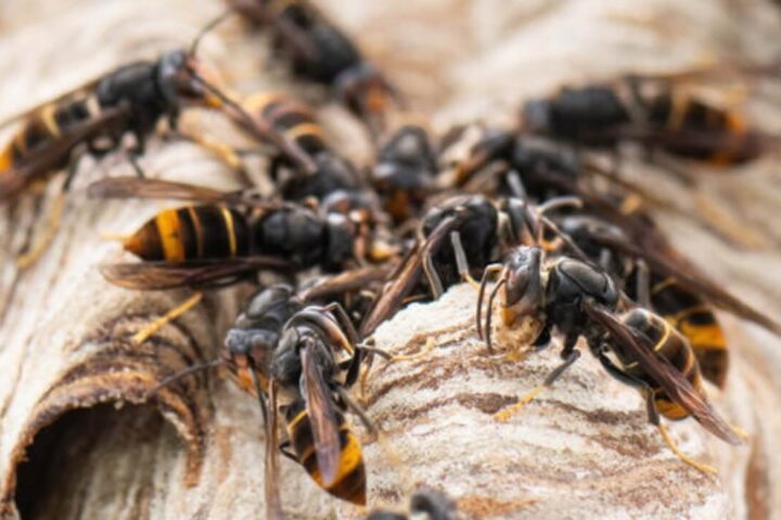 asiatische-hornisse-bienen-gefahr