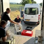 tiertransport-a6-hitzetod-vermeiden