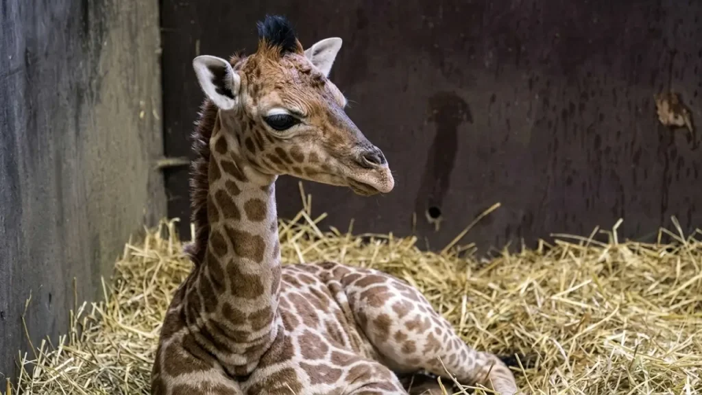 giraffen-zoo-schwerin-kato