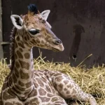 giraffen-zoo-schwerin-kato