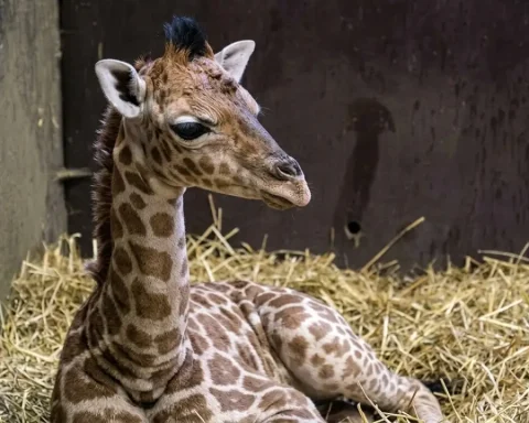 giraffen-zoo-schwerin-kato