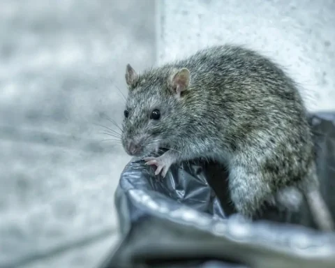 ratten problem deutschland heute