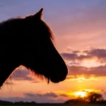 pferd-erschossen-mittelhessen-trauer