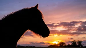 pferd-erschossen-mittelhessen-trauer