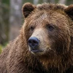 braunbaer-joggerin-angriff-alaska