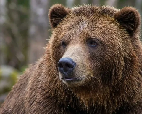 braunbaer-joggerin-angriff-alaska
