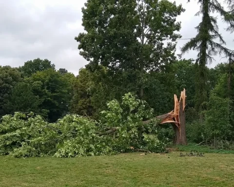 sturm-ruegen-friedwald-gesperrt