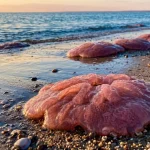 rosarote-riesen-ostsee-phaenomen