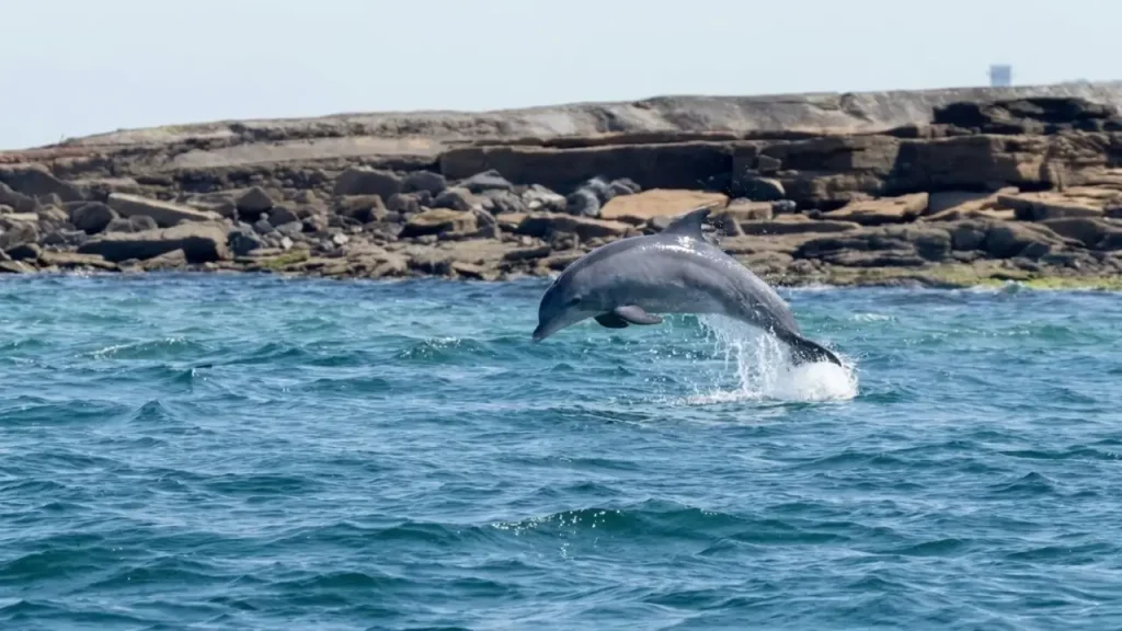 delfine-toter-delfin-menorca