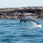 delfine-toter-delfin-menorca