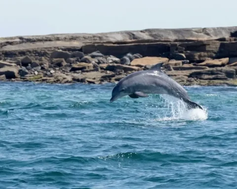delfine-toter-delfin-menorca