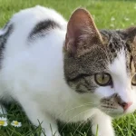 katze-tangstedt-luftgewehr-angeschossen