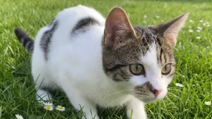 katze-tangstedt-luftgewehr-angeschossen