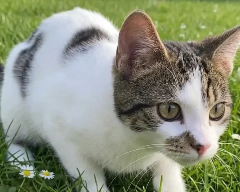 katze-tangstedt-luftgewehr-angeschossen