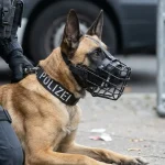polizeihund-beisst-teenager-gelsenkirchen