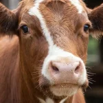 shamonda-virus-erster-mensch-infiziert